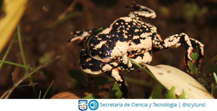 Investigadores de la UNSL obtuvieron un subsidio de Amphibian Ark para investigar un anfibio poco conocido de San Luis y Córdoba